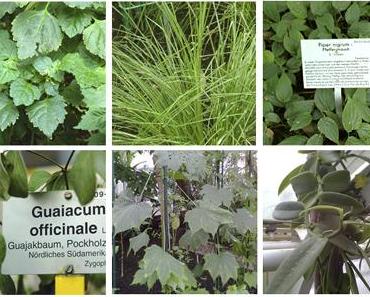 Botanische Gärten und tropische Nutzpflanzen