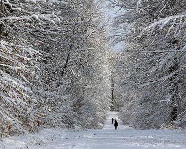 Winter Wald