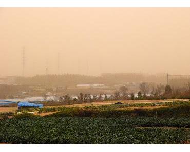 Kousa - gefährlicher gelber Staub oder Asian Dust
