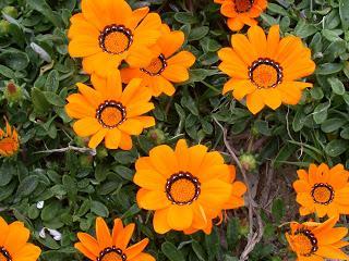 Den Frühling ins Haus holen