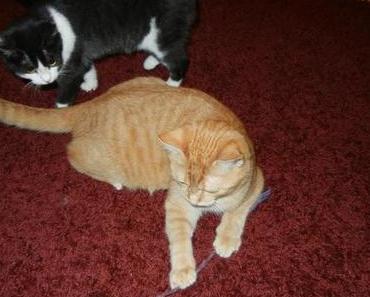 Abenteuer über Abenteuer: Noch mehr Pflegekatzen