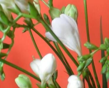 Bitte, bitte, bitte!