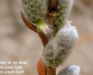 Drawing challenge: Weide / willow