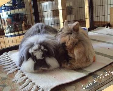 Das Leben geht weiter …