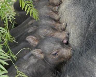 8 Schweinchen suchen ein Zuhause