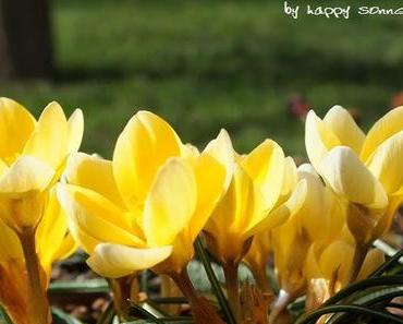 Yvonne's Schoggichueche und Blitzdeko-Idee