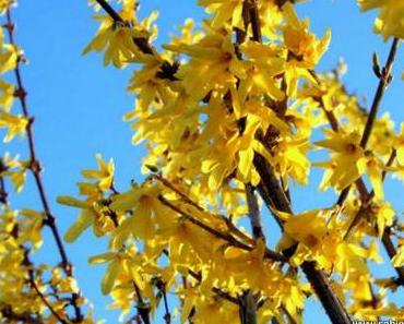 Forsythien [positiv gedacht]