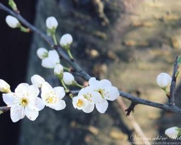 Wordless/Wordful Wednesday: Cherry blossom
