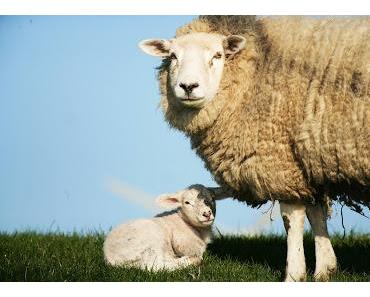 Das Schweigen der Lämmer
