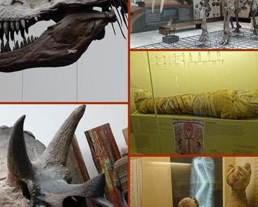 Senckenberg Museum – Reise in die Vergangenheit