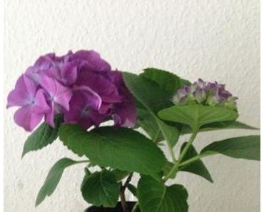 Wolkig bis heiter...