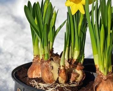 Der Lenz ist da! [smw✪izdd 20dreizehn]