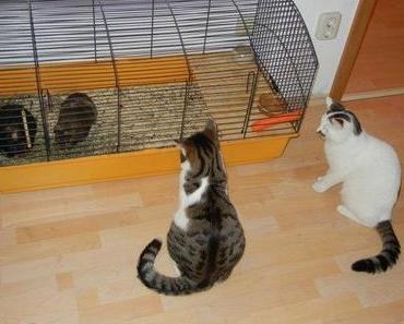Tierisch: Kater vs. Meerschweinchen