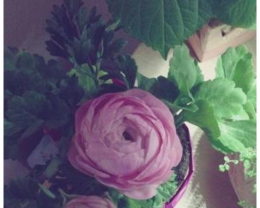 Die Gartensaison ist eröffnet!