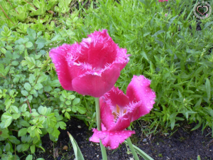 am 14. Februar ist Valentinstag