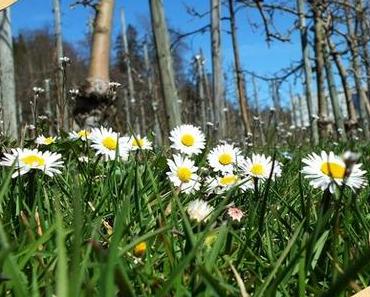 Sicherheitsabfrage aufgehoben