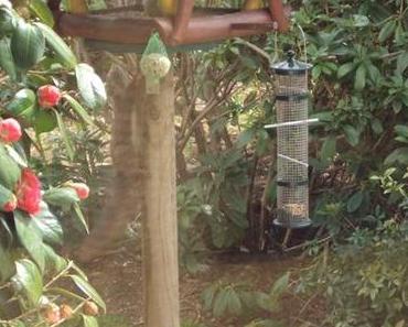 Wir hatten Besuch von einem Eichhörnchen ツ