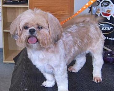 Linda, kleiner Shih-Tzu ganz groß