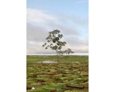 Der Rio Negro im tropischen Regenwald Brasiliens