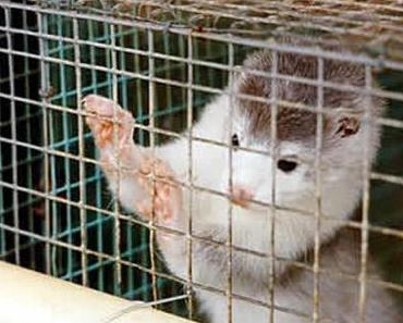 Nerzöl in Kosmetika