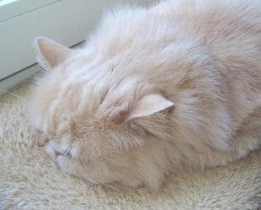 Balou … oder “Leben wie Gott in Frankreich” ツ [Teil 2]