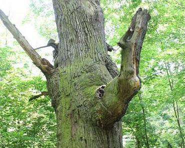 Die dicken Marie / Berlins ältestem Baum