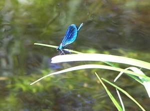 Öffentlichkeitsarbeit für die Natur