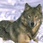 Naturschützer sehen Wölfe im Visier