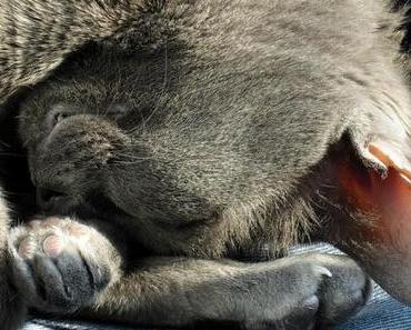 Gelenkig, geblüht, gebraten