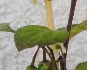 Bonsai Tomaten oder was packt diese Pflanze aus?