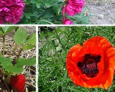 Der Feind in meinem Beet