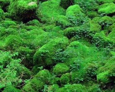 Universen – die Tränen Gottes?