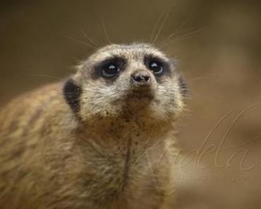 [Fotografie] Flauschig Time - Ein Tag im Zoo - Part 1