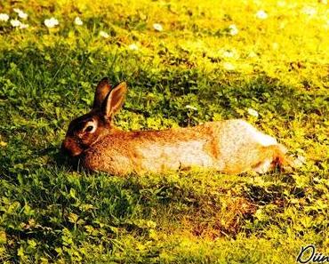 Rabbits [Photography]