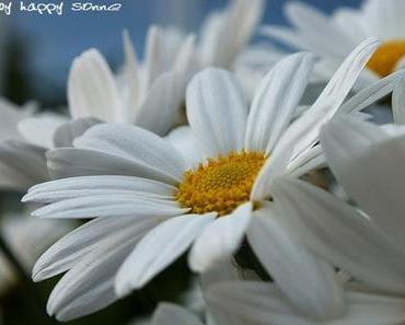 Än Summermorge am See....