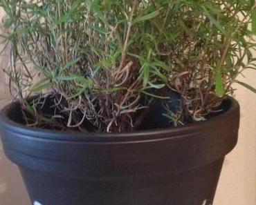 DIY – Kräutertopf