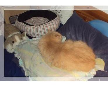 Wecken à la Balou ツ