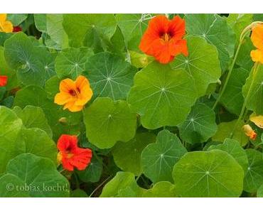Kapuzinerkresse (Tropaeolum)
