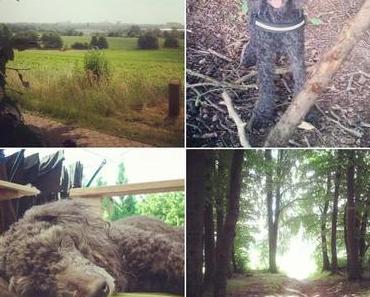 Van der Hellscher Wochenrückblick