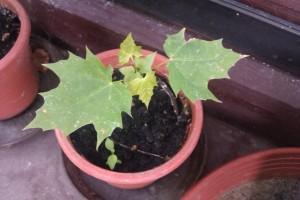 Projekt Bonsai läuft Erfolgreich