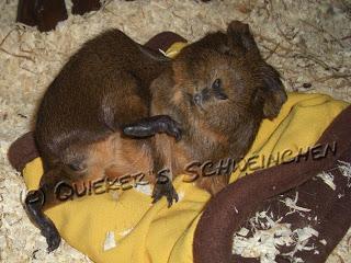 Meerschweinchenabgabe... Straucheln