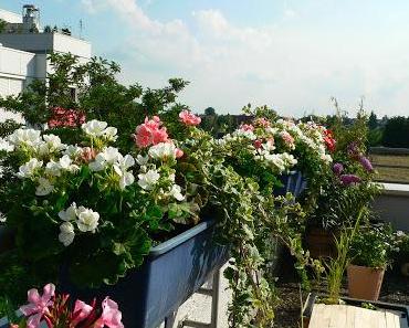 Pflanzenwoche: Vor dem Urlaub - Köpfe müssen rollen