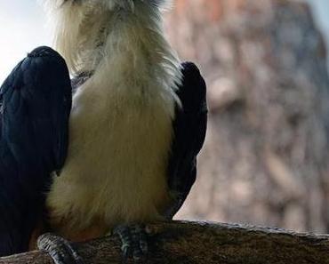 Meckern ohne Ziegen [Zoo Frankfurt]