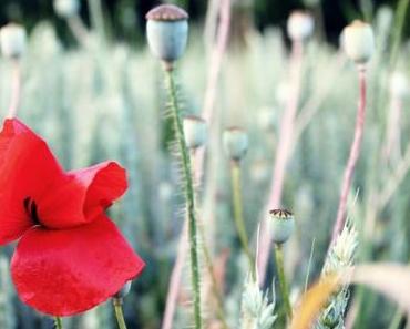 Sommer. Die Zeit, da die Tage wegtropfen wie der Honig vom Löffel.
