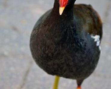 Guckstu? [Zoo Frankfurt]