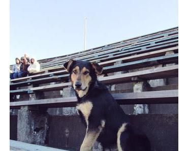 Haarige Flitzer und diebische Stadionhunde: Tierische Fans beim chilenischen Fußball