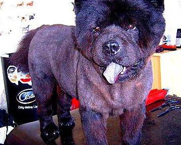 Ayla, ein Chow-Chow geschoren