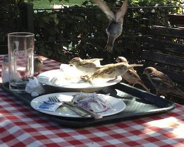 Was Spatzen so alles mögen