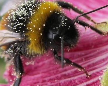 Ein ♡ für kleine fette Viecher