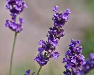Lavendel – die letzten Blüten des Sommers